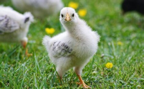 5 Rare Chicken Breeds You Need in Your Backyard Image